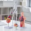 VEVOR Modèle d'anatomie humaine en 4 parties Modèle Voir les images du produit 12