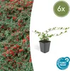 Cotoneaster dammeri - Teppich - Zwergmispel - Ø9cm - Produktbild-Vorschau 3