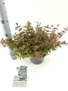 Abelia grandiflora 'Sherwood'  – abelia | 25–30 cm v Náhľad obrázku produktu 2