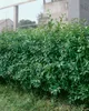 Ligustrum vulgare, Gewöhnlicher Liguster, 125–150 cm Produktbild-Vorschau 9