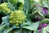 A close-up view of Romanesco broccoli and purple cauliflower. Voir les images du produit