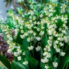 Maiglöckchen Zwiebeln - Weiße Convallaria Majalis - 10 Produktbild-Vorschau 1