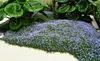 Stauden Gänge 10 x Isotoma fluviatilis - Blauer Produktbild-Vorschau 1