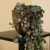 2x Ceropegia Woodii met Hanger P12 H20 Produktbild-Vorschau 3