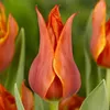 Winterharde, meerjarige tulpbollen - Bloemmix voor het Productafbeelding-voorbeeld 3