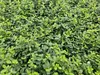 Euonymus fortunei 'Minimus' - Půdopokryvná rostlina - 48 Náhled obrázku produktu 1