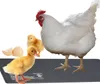 A white hen stands next to a duckling and a chick on a black heating mat, with two eggs and a broken eggshell nearby. Anteprima dell’immagine prodotto