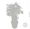 Bloomique - Acer Palmatum Going Green - Japanischer Ahorn - Produktbild-Vorschau 3