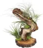 Tillandsien auf Wurzelbaum - gross - 5 Pflanzen Produktbild-Vorschau 2