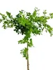 Caragana arborescens 'Pendula' Cespuglio di piselli penduli Anteprima dell’immagine prodotto 1