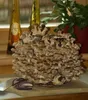Hawlik Pilzbrut Shiitake Dübel – 20 Pilzdübel, Pilze Produktbild-Vorschau 14