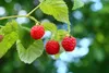 Lampone Rosso d'Autunno 2L Anteprima dell’immagine prodotto 7