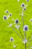 Eryngium planum, żwirek płaskolistny, stalowoniebieski, Podgląd zdjęcia produktu 5