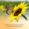 A monarch butterfly rests on a sunflower, with a dashed outline indicating a selection or cut-out. Produktbild-Vorschau