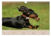 Dackel - lustige Gesellen auf kurzen Beinchen (Wandkalender Produktbild-Vorschau 7