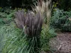 Stauden Gänge 10 x Pennisetum alopecuroides 'Black Beauty' Produktbild-Vorschau 4