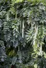 Wisteria sinensis, Chinesischer Blauregen, 40–60 cm Produktbild-Vorschau 2