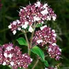 6 x Oregano - Origanum vulgare  | Topf 9cm x 9cm Produktbild-Vorschau 1