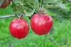 Malus 'Gala', Apfelbaum, 40 cm Stammhöhe Produktbild-Vorschau 11