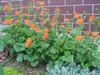 Stauden Gänge 10 x Geum coccim 'Koi' - Orangerotblühender Produktbild-Vorschau 2