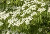 Cornus kousa 'Satomi', Japanischer Blumen-Hartriegel, rosa Produktbild-Vorschau 8