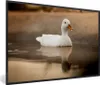 MuchoWow® Gerahmtes Poster Ente - Vogel - Wasser - Weiß Produktbild-Vorschau 1