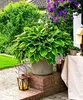 Stauden Gänge 1 x Hosta plantaginea 'So Sweet' im 1 Liter Produktbild-Vorschau 5