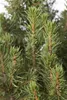 Picea glauca 'Conica', Zuckerhutfichte, kompakt, 20–30 cm Produktbild-Vorschau 4