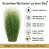 Stauden Gänge 5 x Panicum virgatum 'Northwind' im 1 Liter Produktbild-Vorschau 8