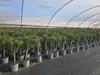 Sunny Tree - Pflanze - Oleander auf Stamm  - Nerium Produktbild-Vorschau 1