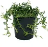 Senecio peregrinus - delfín rastlina - delfín náhrdelník - Náhľad obrázku produktu 1