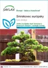 SAFLAX - smrekovec európsky - Larix decidua - 75 Semená Náhľad obrázku produktu 1