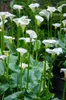 Bloomique - Lot de 6 - Zantedeschia Aethiopica - Arum blanc Voir les images du produit 3