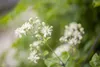Clematis vitalba, Waldrebe, 40–60 cm, schnellwachsend Produktbild-Vorschau 7
