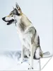 MuchoWow® Poster Wolfsähnlicher Hund auf weißem Hintergrund Produktbild-Vorschau 1