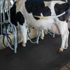 A cow is being milked in a stall with milking equipment attached. Produktbild-Vorschau