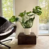 Plante à trous - Monstera deliciosa - Hauteur 70-80cm - Voir les images du produit 6