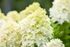 Hydrangea paniculata 'Skyfall', Rispenhortensie, weiß, ca. Produktbild-Vorschau 2