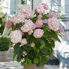 Ballhortensie 'CANDYBELLE BUBBLEGUM' 30-40 cm, Cont. 2,5 l Produktbild-Vorschau 3