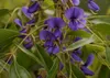 SAFLAX - Glicynia Afrykańska - 15 Nasiona - Bolusanthus Podgląd zdjęcia produktu 6