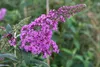 Buddleja davidii 'Pink Delight', Schmetterlingsflieder, Produktbild-Vorschau 2