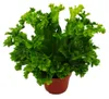 Asplenium antiquum Leslie - variétés spéciales de fougères Voir les images du produit 2