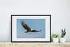 MuchoWow® Gerahmtes Poster Vogel - Adler - Raubvögel 60x40 Produktbild-Vorschau 4