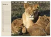 Löwen. Majestätische Kraft (Wandkalender 2027 DIN A4 quer), Produktbild-Vorschau 5
