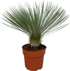 Trendyplants - Yucca Rostrata - Odolná - Záhradná rastlina Náhľad obrázku produktu 1