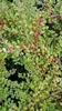 12 x Cotoneaster horizontalis - Cotoneaster a ventaglio - Anteprima dell’immagine prodotto 3