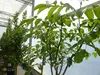 echter Walnussbaum Juglans regia 180 cm Obstbaum winterhart Produktbild-Vorschau 3