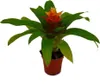 Mini Guzmania Trio - Zestaw 3 kolorowych bromelii w 3 Podgląd zdjęcia produktu 4