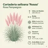 Stauden Gänge 1 x Cortaderia selloana 'Rosea' im 1 Liter Produktbild-Vorschau 7
