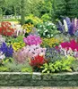 BALDUR Garten 12er Set Buntes Staudenbeet 'Multi-Colour', Produktbild-Vorschau 3